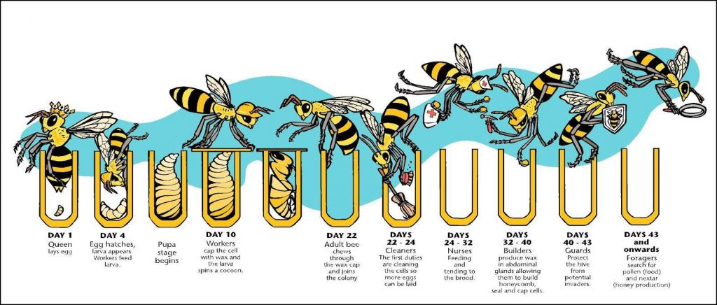 bee schedule