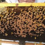 הטלה בחלת דבורים
