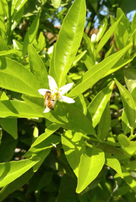 נחיל דבורים - תקופת נחילי הדבורים