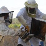 גידול דבורים : קרדיט, פנחס בר-חי
