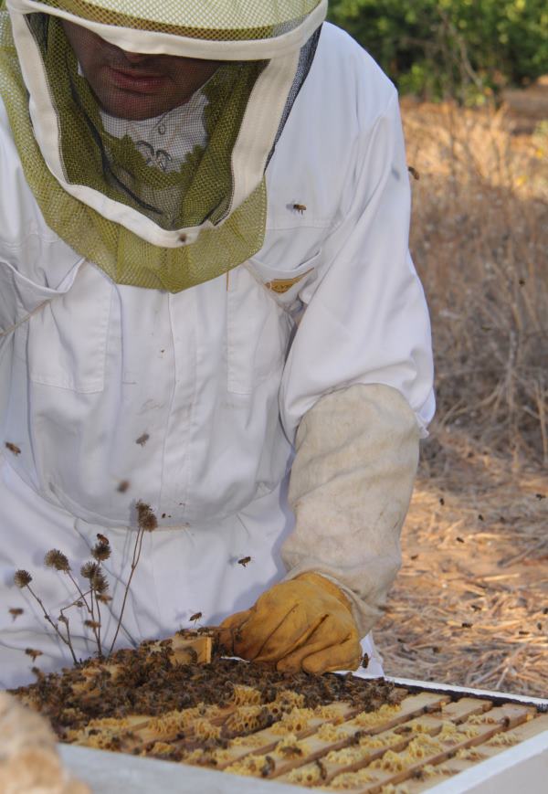 סוכות 2016 דבורים