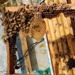 נחיל דבורים תחת מתקפה