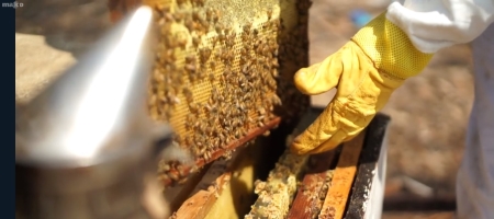 מאקו - MAKO חלת דבורים